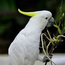 Yellow-crested Cockatoo 0302