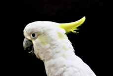 Yellow-crested Cockatoo 0469