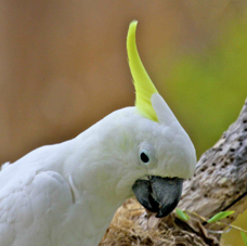 Yellow-crested Cockatoo 0275