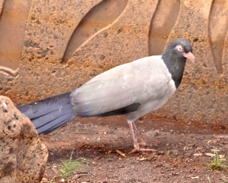 Renauld's Ground-cuckoo 4114