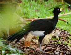 Curassow Great male 3344