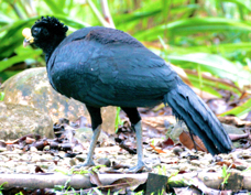 Curassow Great male 3355