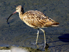 Long-billed Curlew 6541