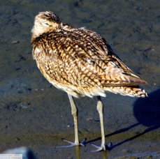 Long-billed Curlew 6543