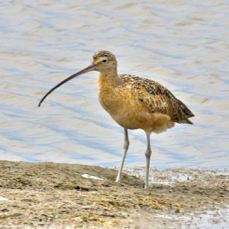 Long-billed Curlew 6831