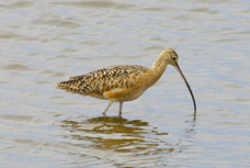 Long-billed Curlew 6835