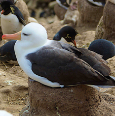 Black-browed Albatross 1163