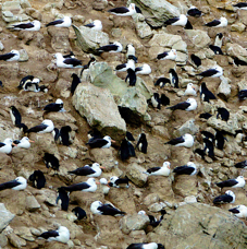 Black-browed Albatross & Rockhopper Penguins 0781
