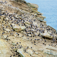 Black-browed Albatross & Rockhopper Penguins 0890
