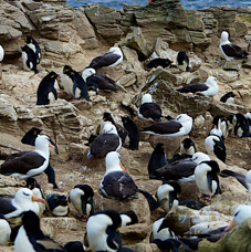 Black-browed Albatross colony 1096