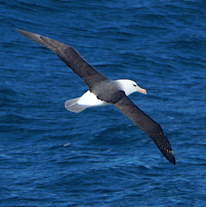 Black-browed Albatross 0508