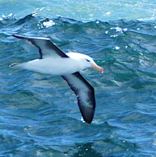 Black-browed Albatross 0560