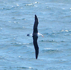 Black-browed Albatross 0571