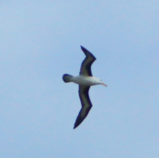 Black-browed Albatross 0786