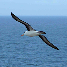 Black-browed Albatross 1070