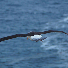 Black-browed Albatross 1091