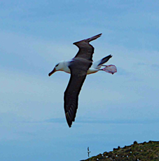 Black-browed Albatross 1106