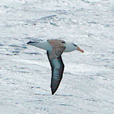 Black-browed Albatross 2293