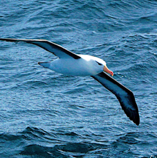 Black-browed Albatross 2534
