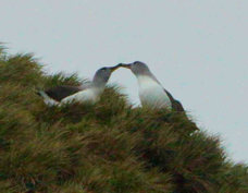 Grey-headed Albatross nesting 3111