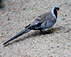 African Namaqua Dove 1702