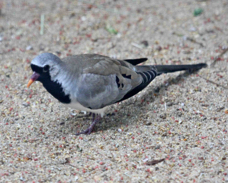 African Namaqua Dove 1707