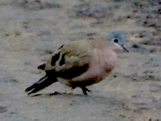 Wood-Dove Emerald Spotted  6020