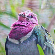 Pink-headed Fruit-dove 2480