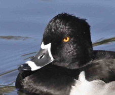 Ring-necked Duck 0733B
