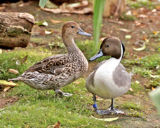 Common Pintail female & male 2797