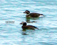 Long-tailed Duck male & female 7336