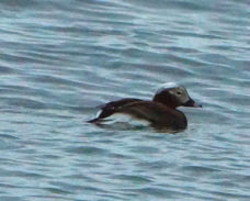 Long-tailed Duck 7413