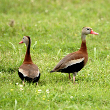 Black-bellied Whistling Duck 1275