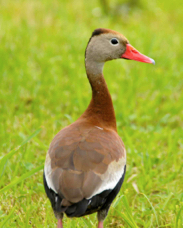 Black-bellied Whistling Duck 1403