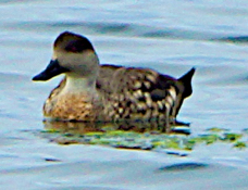 Crested Duck 9033