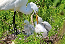 Great Egret & young 0980