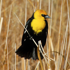 Yellow-headed Blackbird 0371