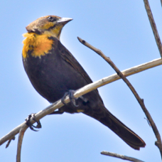 Yellow-headed Blackbird female  2211