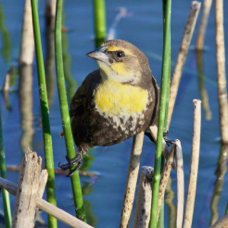 Yellow-headed Blackbird female 0078