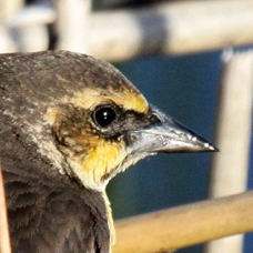 Yellow-headed Blackbird female 0076