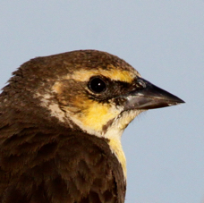 Yellow-headed Blackbird female 0141