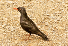 Blackbird male 802