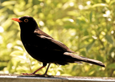 Blackbird 4780