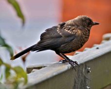 Blackbird juvenile 9742