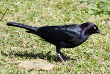 Brewer's Blackbird male 0473