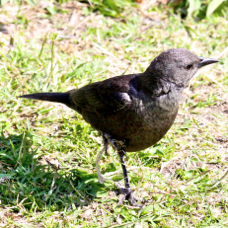 Brewer's Blackbird female 0495