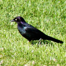Brewer's Blackbird male 0436
