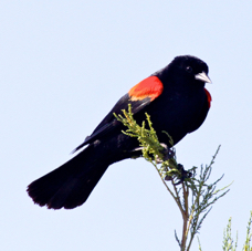 Red-winged Blackbird 2023