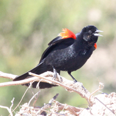 Red-winged Blackbird 2067