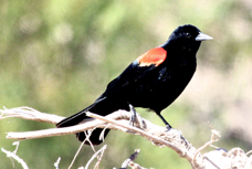 Red-winged Blackbird 2071